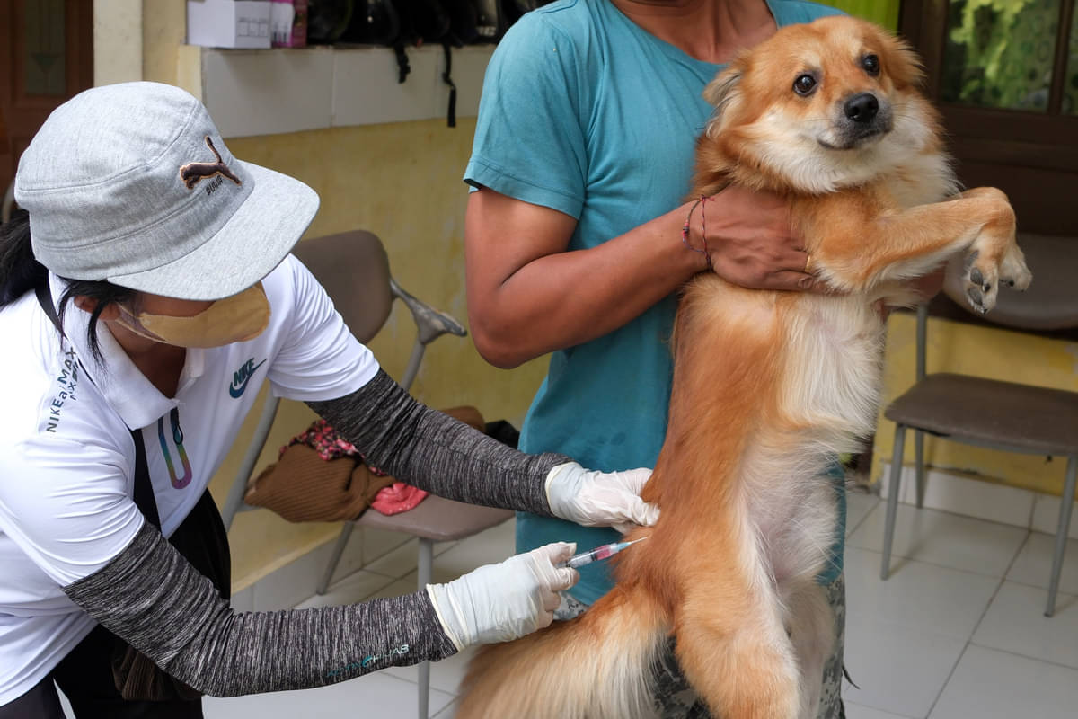Petugas menyuntikkan vaksin anti rabies terhadap seekor anjing saat vaksinasi rabies 2024 di Desa Ubung, Denpasar, Bali, Rabu (17/4/2024)