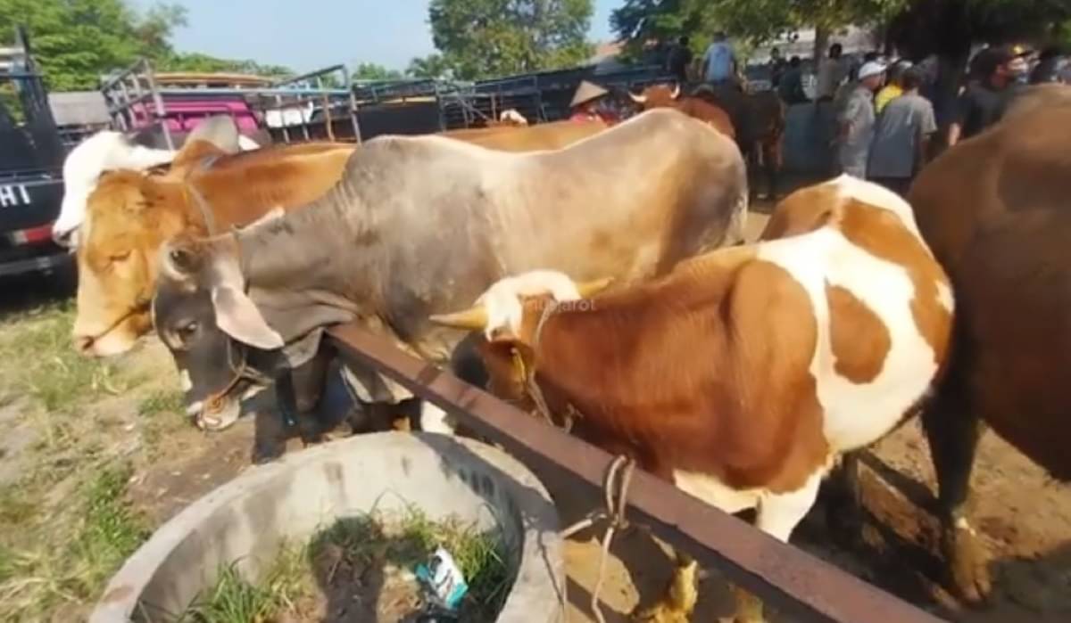 Sapi-sapi yang disiapkan sebagai hewan kurban di Solo.