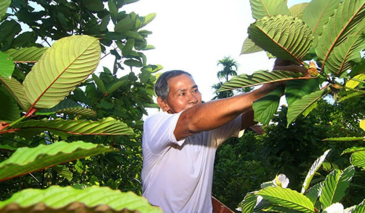 Tanaman Kratom yang mengandung zat adiktif dan banyak ditemukan di Kalimantan.