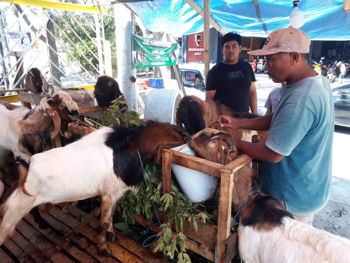 Kambing yang dijual untuk hewan kurban di kawasan Sulfat, Kota Malang, Jawa Timur, Rabu (12/6/2024).
