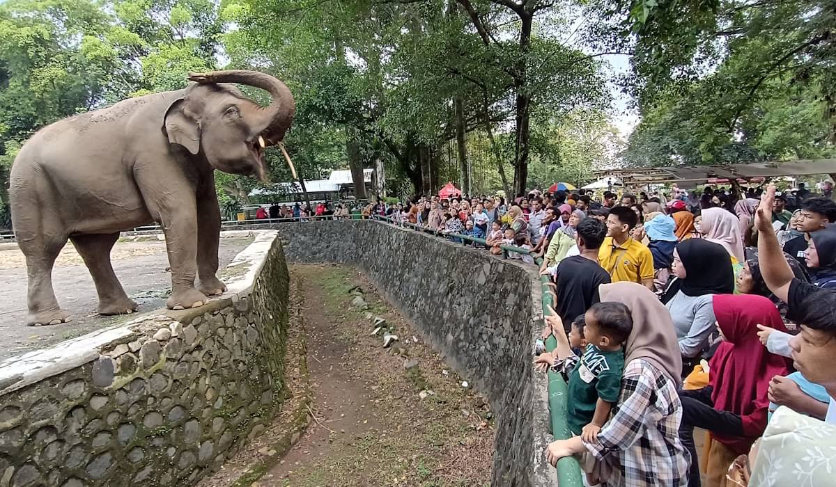 Pengunjung memadati sejumlah kandang-kandang satwa di Taman Margasatwa Ragunan 
