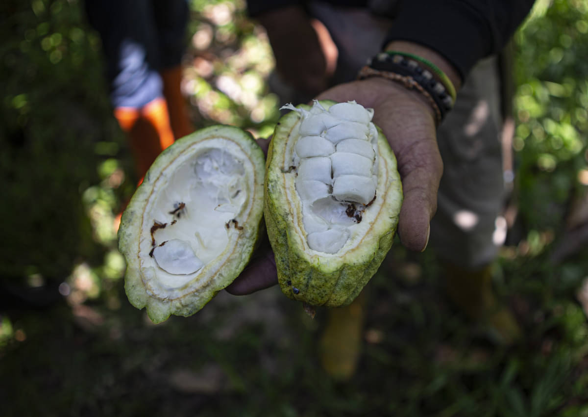 Tanaman cokelat atau kakao yang memiliki buah sempurna