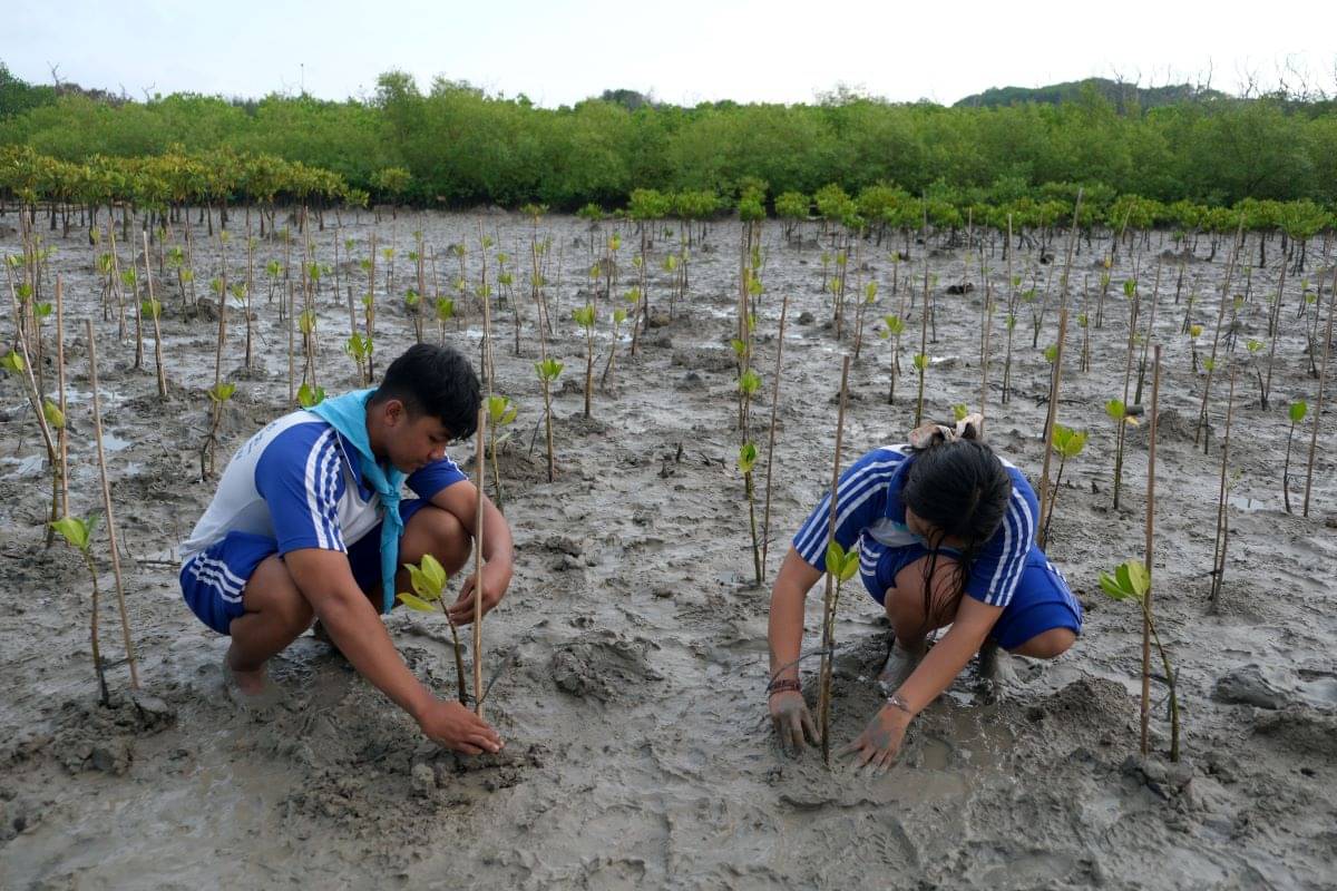 Ilustrasi penanaman mangrove
