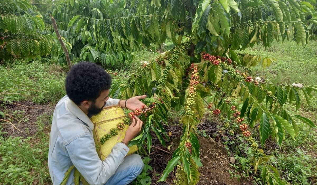 Petani kopi