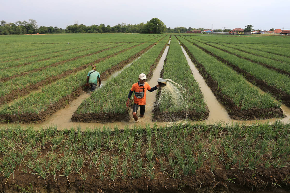 Petani di Majalengka beralih menanam bawang di musim kemarau