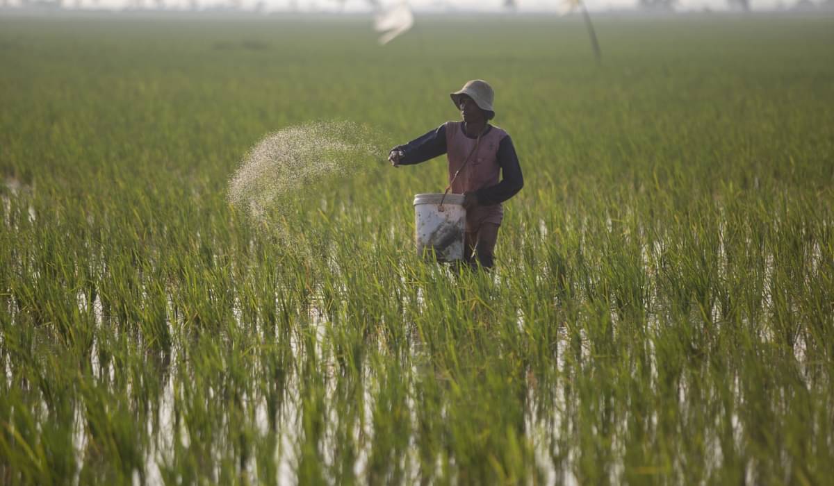 Ilustrasi: Petani menebar pupuk di areal sawah 