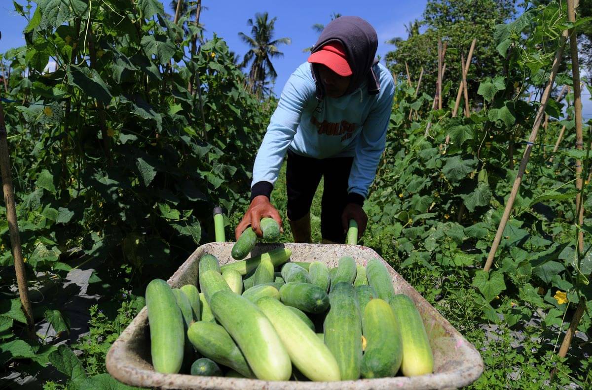 Petani memanen buah timun.