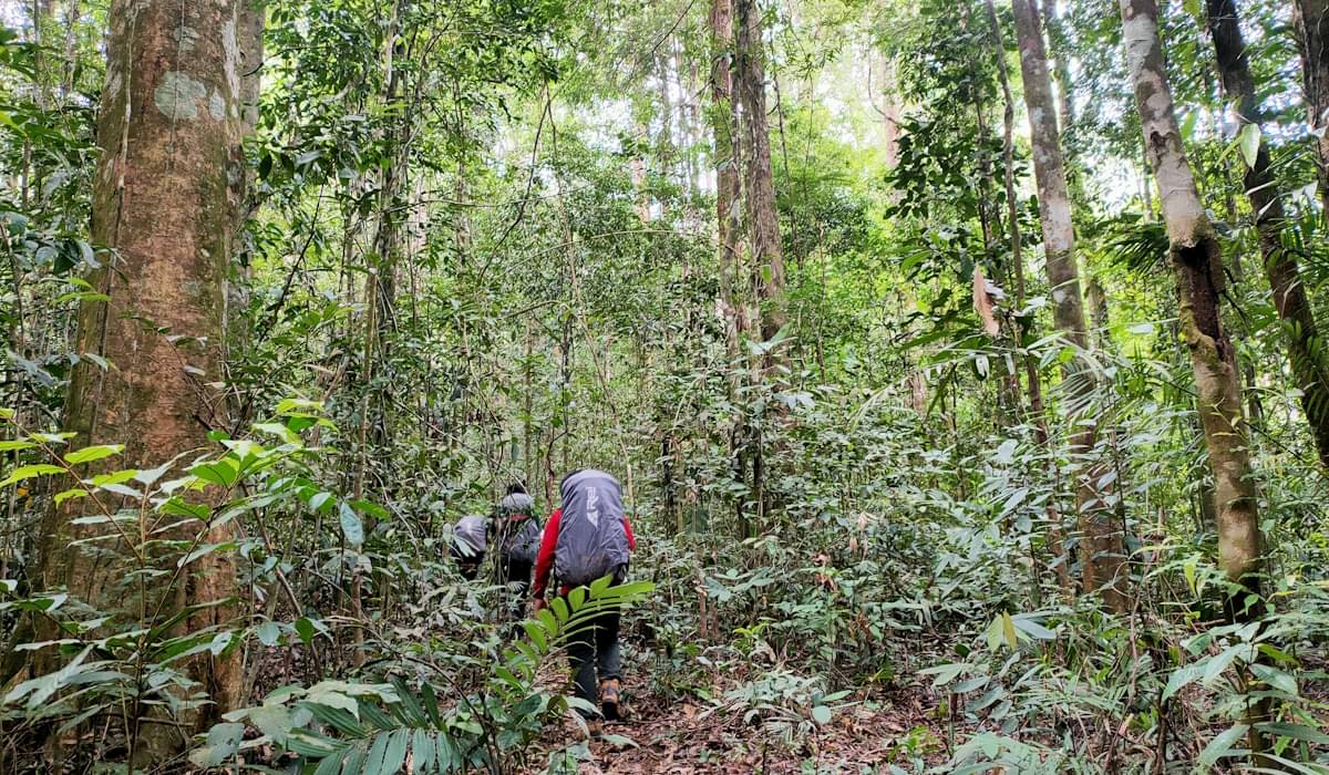 Ilustrasi: kawasan hutan Pegunungan Meratus 
