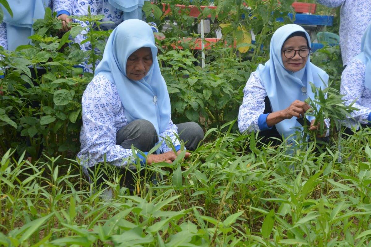 Para anggota KWT Kemuning tengah memanen sayuran.
