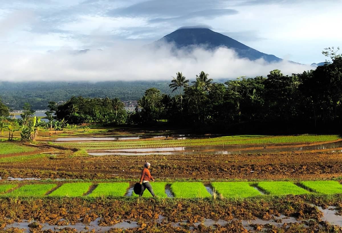 Petani tengah mengolah sawah dengan latar belakang Gunung Ciremai