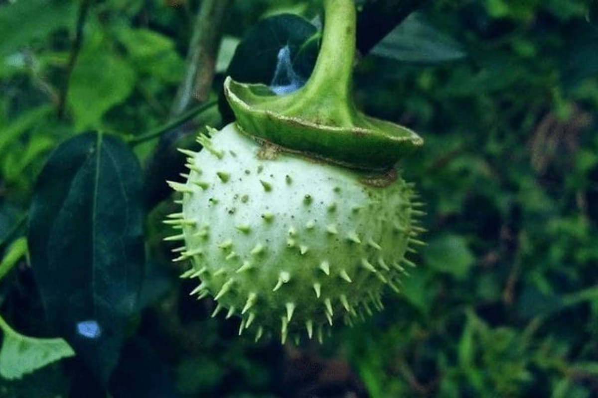 Tak Melulu Berbahaya, ini 4 Manfaat Kecubung untuk Kesehatan