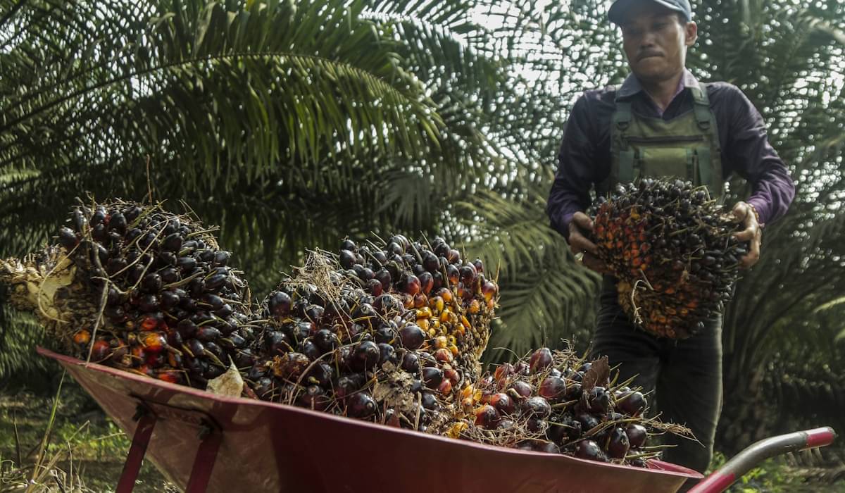 Pekerja memanen kelapa sawit di PTPN VIII Cibungur, Kabupaten Sukabumi, Jawa Barat 