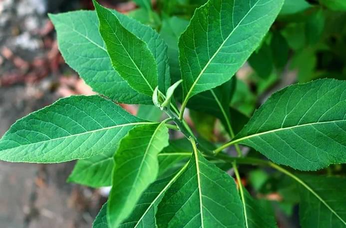 daun sembung