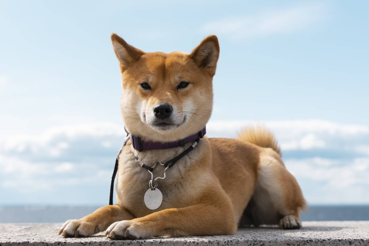Ilustrasi - Pemilik dan pencinta anjing, jangan lewatkan hari fotografi anjing nasional. 