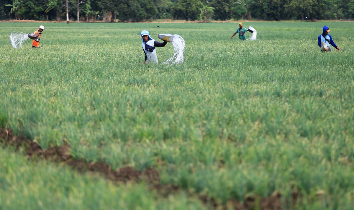 Petani Majalengka melakukan penanaman bawang
