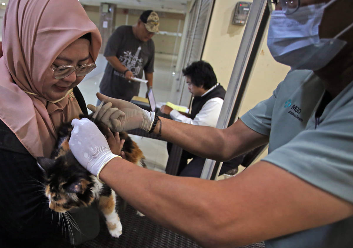 Penyuntikkan vaksin rabies pada hewan oleh paramedis