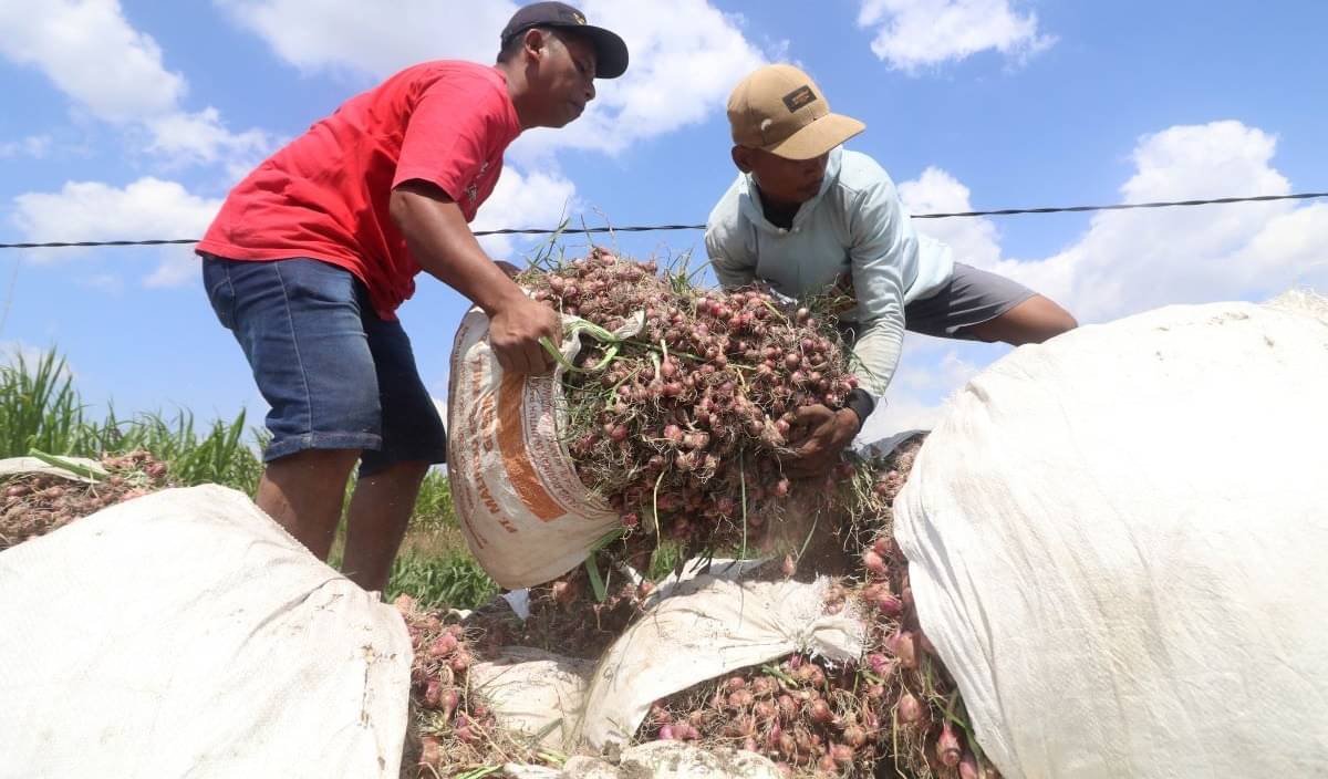 Buruh tani menata bawang merah di bak mobil saat panen di area persawahan Desa Ngasem, Kediri, Jawa Timur, Kamis (11/7/2024).