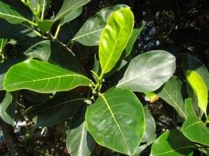 Pohon nangka (Artocarpus Heterophyllus)