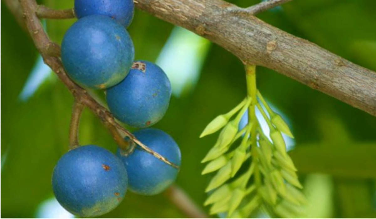 Buah Jenitri