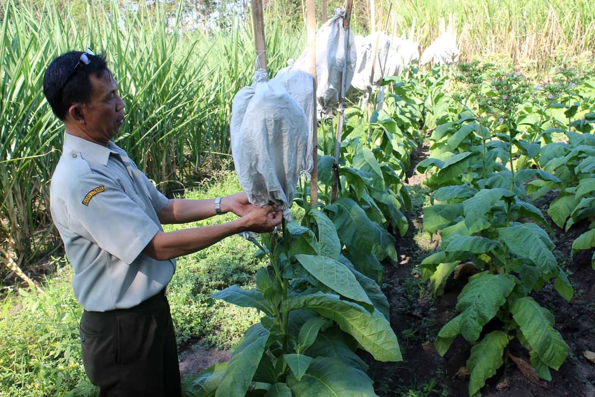 Kebun tembakau.