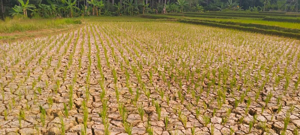 Kekeringan mulai melanda persawahan di Kabupaten Tasikmalaya