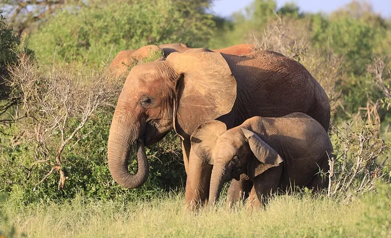 Pria Tewas Diinjak Gajah saat Coba Menyelamatkan Cucu di Taman Nasional Kruger