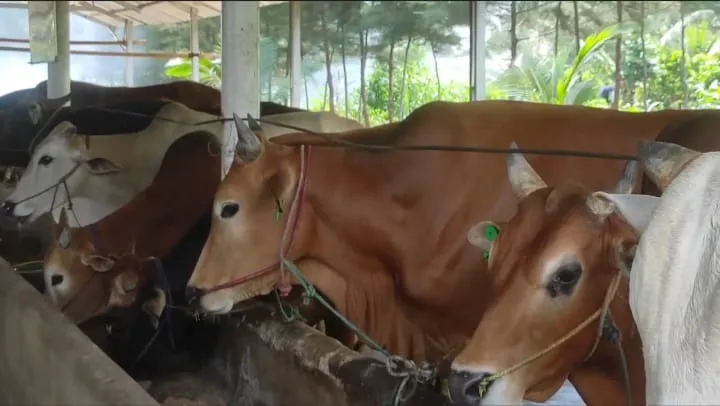 109 Ekor Sapi Positif PMK di Babel Berangsur Sembuh