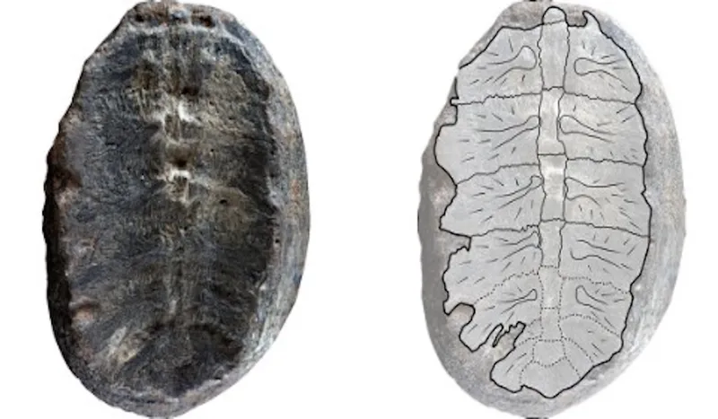 恐竜の時代からのカメの赤ちゃんの化石の発見は科学者を驚かせました