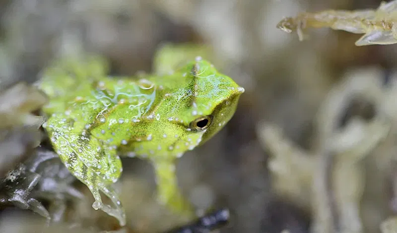 33 Anak Katak Lahir di London, Simbol Harapan bagi Spesies Langka dari Cile