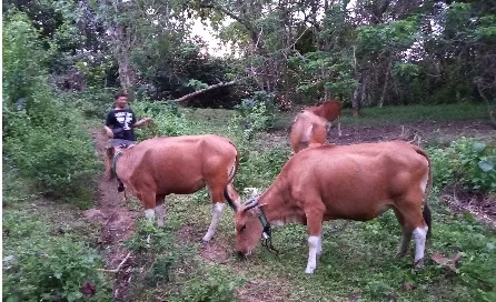 257 Hektare Kebun Sawit Disiapkan Kalsel Dukung Program Integrasi Sapi-Sawit