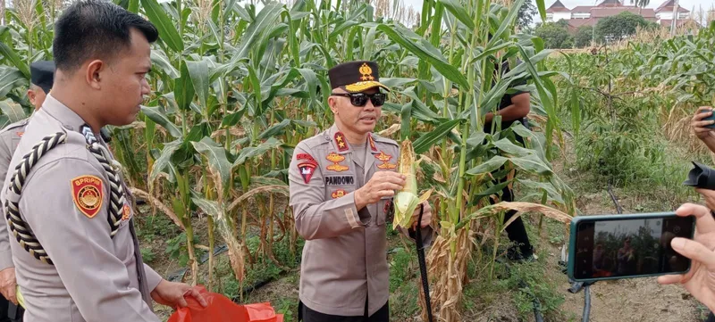 Program Ketahanan Pangan Polda Babel Hasilkan 10 Ton Jagung