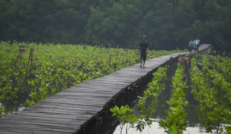 Pramono Anung Tuntut Pelaku Perusakan Mangrove di Pulau Pari untuk Tanggung Jawab