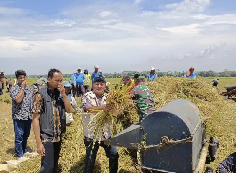 Petani Panen, Bulog Banyumas Mulai Laksanakan Penyerapan