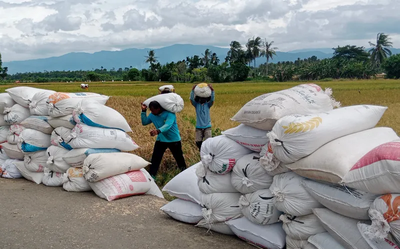 Hingga April Produksi Gabah Kering Jawa Tengah Ditargetkan 4,8 Juta Ton