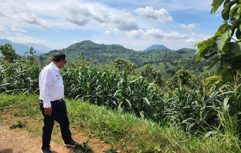 Dinas Pertanian Garut Targetkan Produksi Jagung di Limbangan Mencapai 513 ribu ton