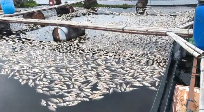 Ratusan Ton Ikan di Waduk Jatiluhur Mati