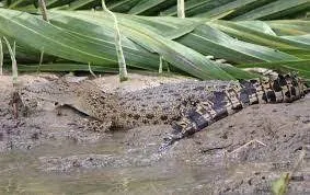 Konflik Manusia dan Buaya Liar di Aceh Singkil masih Terjadi, Perempuan Nelayan Tewas Diterkam Buaya