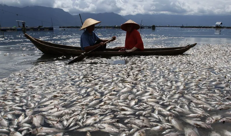 100 ton Ikan mati di waduk jatiluhur, ternyata ini reyebabnya