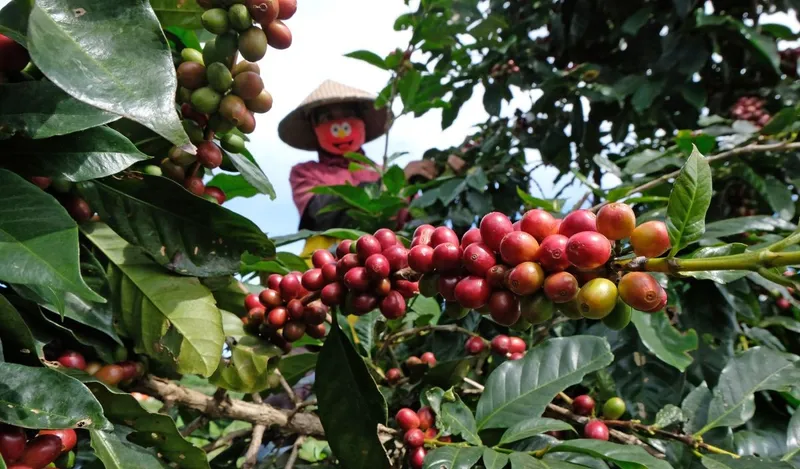 Kredit Rp67,2 Miliar Disalurkan untuk Dorong Industri Kopi 