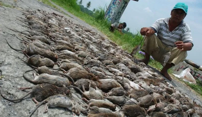 10 Jurus Pengendalian Hama Tikus ala Kementerian Pertanian