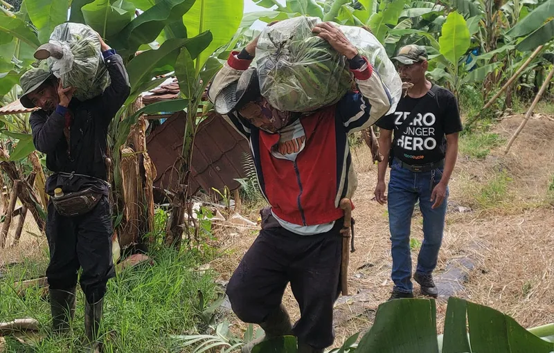 Desa Mekarwangi Lembang Budi Daya Pisang Ambon Untuc Ketahanan Pangan