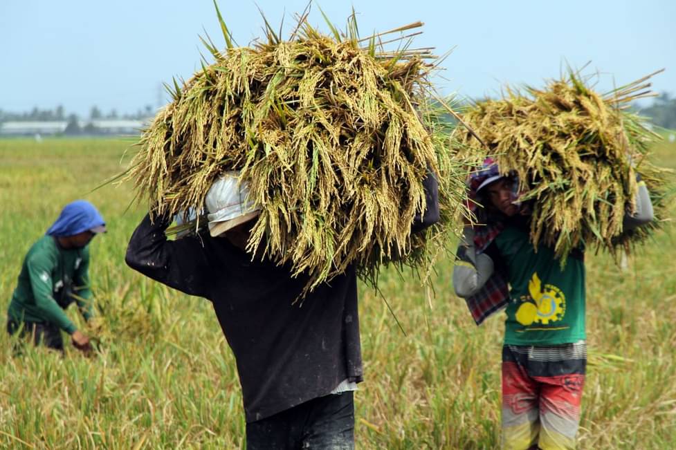 Pemerintah Pastikan Swasembada Pangan Beri Dampak Positif bagi Ekonomi Kerakyatan
