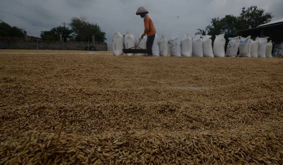 Pemerintah Terus Gencarkan Komitmen Swasembada Pangan Sebagai Target Nasional