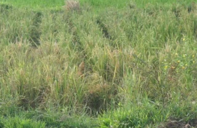 BMKG Sebut Kemarau Dua Bulan Landa Sumatra Barat, Petani Terancam Gagal Panen