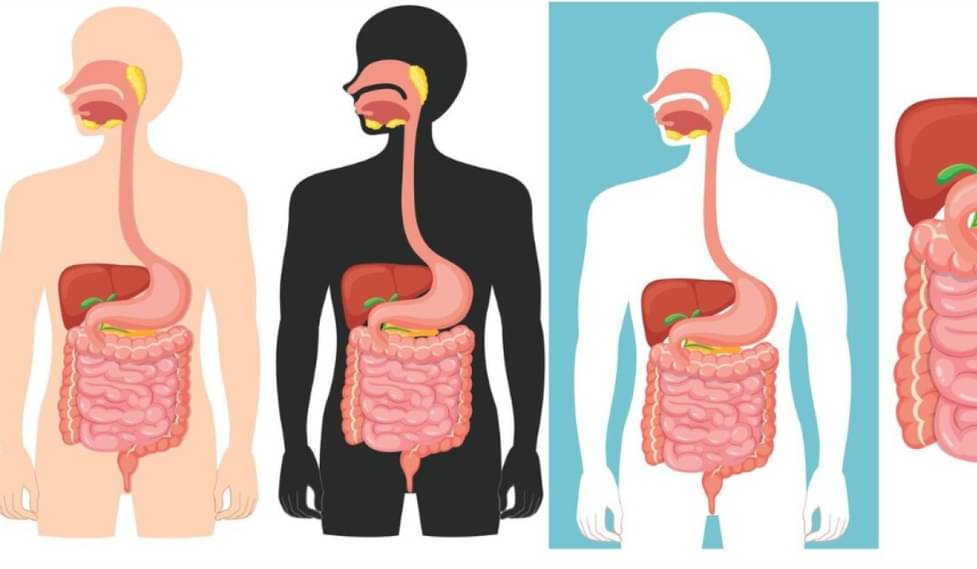 Sistem Pencernaan Manusia dan Peran Organ Utama