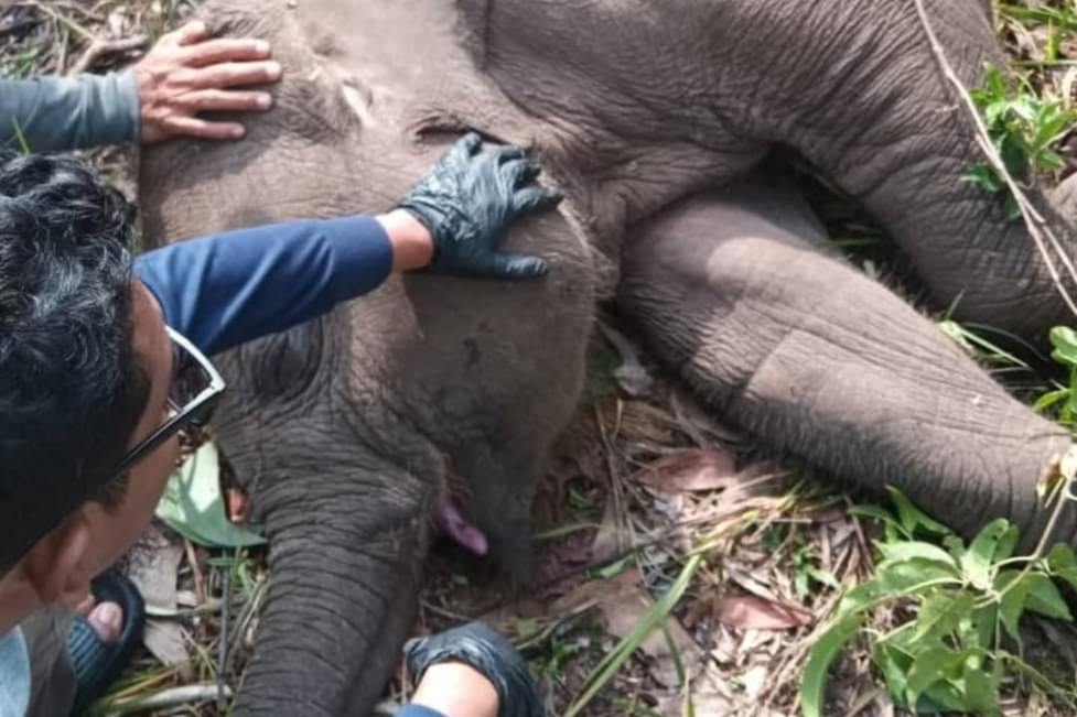 Viktoriya Bonya oyoq fetishi