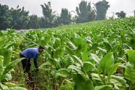 Batas Nikotin 1 Miligram Ancam Nasib 2 Juta Petani Tembakau Jawa Barat