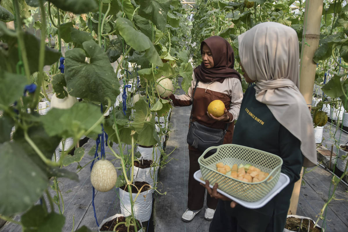 Pemberdayaan Petani Muda 